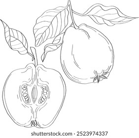 Vector hand drawn illustration of Quince. Garden fruits, leaves and branches. Trendy botanical element. Sketch cosmetic line art fruits. Fragrances, flavors.