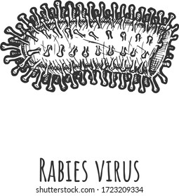 Vector hand drawn illustration of rabies virus in vintage engraved style. Isolated on white background.