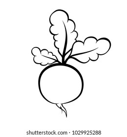 Vector hand drawn illustration of a radish. Outline doodle icon. Food sketch for print, web, mobile and infographics. Isolated on white background element.