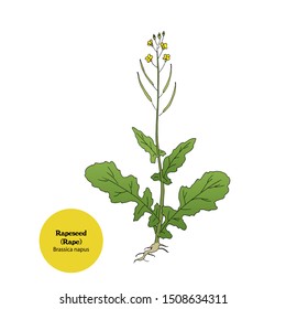 Vector hand drawn illustration of Rapeseed (Rape) young  plant with leaves, stem, root, flowers and beans for forage.