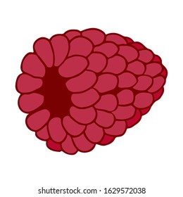 Vector Hand Drawn Illustration Of Rasberry Isolated On White Background