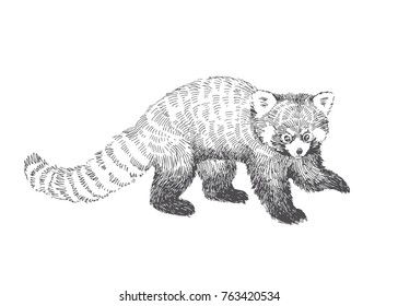 Vector hand drawn illustration of Red panda in sketch style isolated on white background. Cute animal character