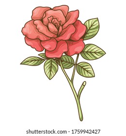 Ilustración dibujada a mano vectora color rosa y hoja aislada en fondo blanco, Este diseño para decorar publicaciones, tarjetas, volantes, banners, animación, Infografía y más.