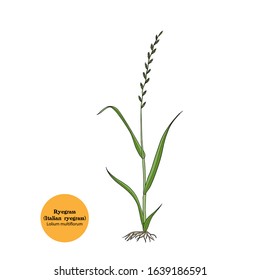 Vector hand drawn illustration of Ryegrass plant. Italian rye grass.