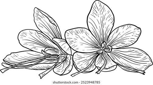 Vector hand drawn illustration of Saffron. Herbs and spices. Trendy botanical element. Sketch cosmetic herbs. Culinary line art.