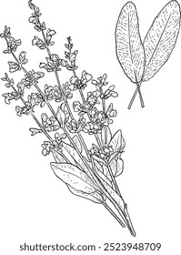 Ilustração desenhada à mão do vetor de Sage. Ervas aromáticas e especiarias. Elemento botânico moderno. Esboço ervas cosméticas. Arte em linha culinária.