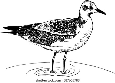 Vector hand drawn illustration with seagull in the water. Black and white ink sketch. White background. 