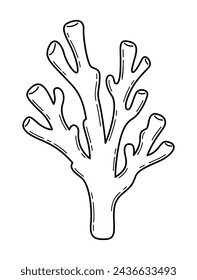 Vector hand drawn illustration of seaweed in outline style isolated on white background