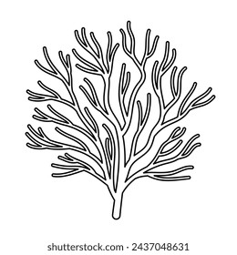 Vector hand drawn illustration of seaweed in outline style isolated on white background