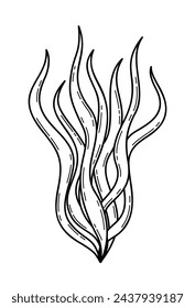 Vector hand drawn illustration of seaweed in outline style isolated on white background