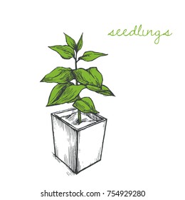 Vector hand drawn illustration of seedling in container. Sketch with young plant in pot
