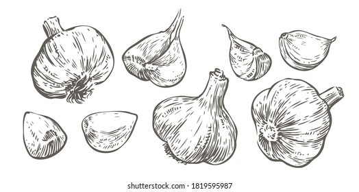 Vector hand drawn illustration set of garlic. Food sketch