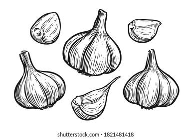 Vector hand drawn illustration set of garlic. Food sketch