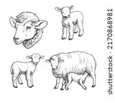 Vector hand drawn illustration of sheeps. Sketch of cute farm animal in sketch style. Sucking mother