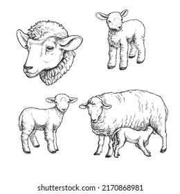 Vector hand drawn illustration of sheeps. Sketch of cute farm animal in sketch style. Sucking mother's milk lamb.