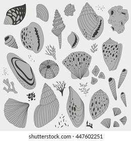 vector hand drawn illustration with shells