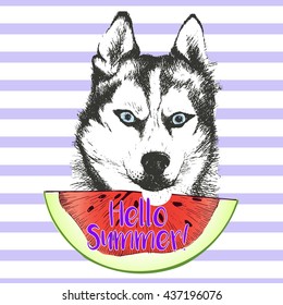Vector hand drawn illustration of siberian husky or alaskan malamute  dog eating the watermelon slice. Hello summer. Isolated on light green strips. fresh fashion vibrant summer poster. 