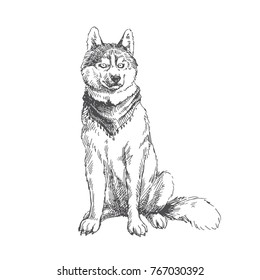 Vector hand drawn illustration with siberian husky. Sitting dog in sketch style isolated on white