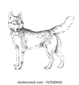 Vector hand drawn illustration with siberian husky. Eskimo dog in sketch style isolated on white