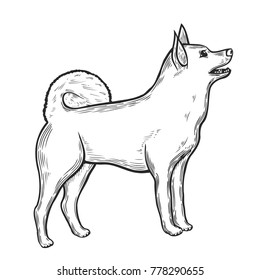 Vector hand drawn illustration with siberian husky. Eskimo dog in sketch style isolated on white