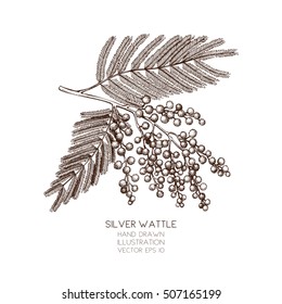 Vector Hand Drawn Illustration Of Silver Wattle Tree On White Background. Hand Drawn Vintage Mimosa Sketch. 