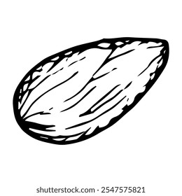 Ilustração desenhada à mão do vetor da vagem única do cardamomo, amêndoa do miolo com contorno preto detalhado. Perfeito para projetos culinários, herbários e naturais, destacando especiarias, sabor e beleza orgânica