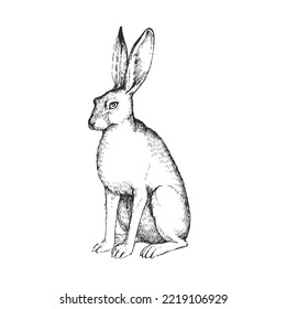 Vector hand drawn illustration of sitting hare in engraving style. Sketch of forest animal isolated on white.