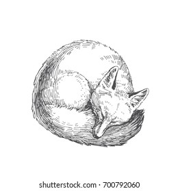 Vector hand drawn illustration of sleeping fox isolated on white background. Cute forest animal in sketch style