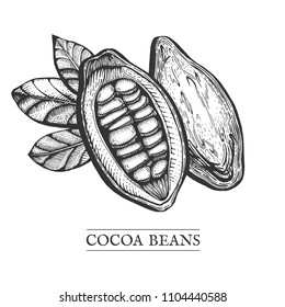 Vector hand drawn illustration of a sliced cocoa tropical fruit with beans inside. Chocolate fruit in vintage hand drawn engraving style.
