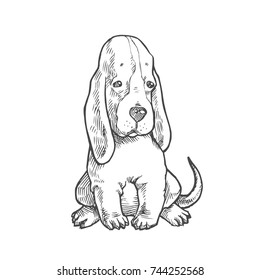 Vector hand drawn illustration with small puppy of basset hound isolated on white. Cute dog