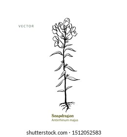 Vector hand drawn illustration of Snapdragon plant, Antirrhinum majus.