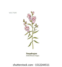 Vector hand drawn illustration of Snapdragon plant, Antirrhinum majus. Sketch. Line drawing. Pink flowers.