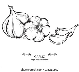 Vector hand drawn illustration with spice garlics isolated on white background