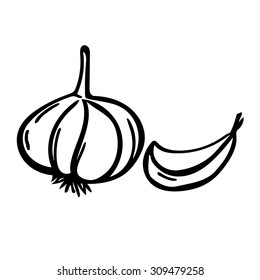 Vector hand drawn illustration with spice garlics isolated on white background