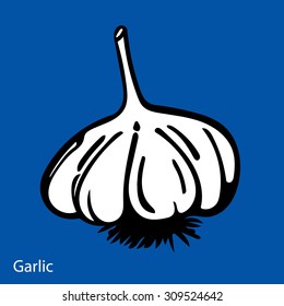 Vector hand drawn illustration with spice garlic