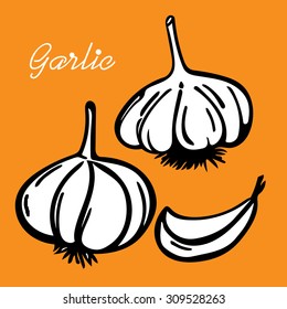 Vector hand drawn illustration with spice garlic