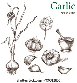 Vector hand drawn illustration with spice garlics isolated on white background.  Design elements for processing vegetables shops, restaurants menu, agricultural fairs.