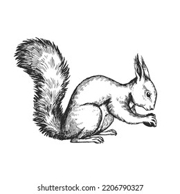 Ilustración dibujada a mano por vectores de la ardilla aislada sobre fondo blanco. Esbozo de animal forestal con estilo de grabado.