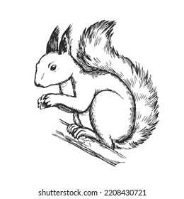 Vector hand drawn illustration of squirrel isolated on white background. Sketch of forest animal in engraving style.
