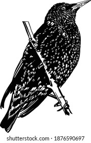 the vector hand drawn illustration of the starling on white background