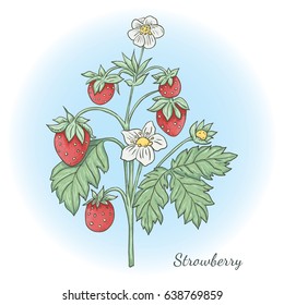 Vector hand drawn illustration of strawberry plant