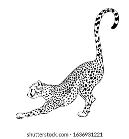 Vector  hand drawn  illustration of stretching cheetah  isolated. Creative tattoo artwork. Template for card, poster, banner, print for t-shirt, label,  patch.