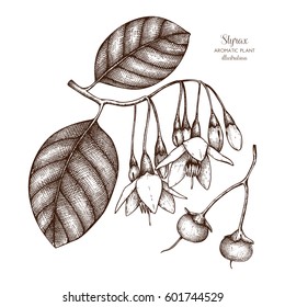 Vector hand drawn illustration of Styrax on white background. Aromatic and medicinal plant sketch. Perfumery and cosmetics ingredients.