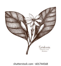 Dibujo a mano del vector de la Gardenia Tahitiana sobre fondo blanco. Dibujo aromático y medicinal. Ingredientes de perfumería y cosméticos. Flor Tiare. 