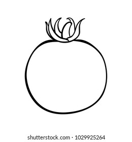 Vector hand drawn illustration of a tomato. Outline doodle icon. Food sketch for print, web, mobile and infographics. Isolated on white background element.