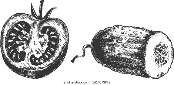 Vector hand drawn illustration of tomato and cucumber vegetables half slice in vintage engraved style. Isolated on white background.