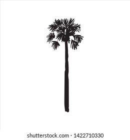Vector hand drawn illustration of tropical palm tree