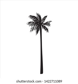 Vector hand drawn illustration of tropical palm tree