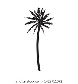 Vector hand drawn illustration of tropical palm tree
