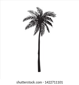 Vector hand drawn illustration of tropical palm tree